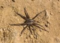 burrowing spider